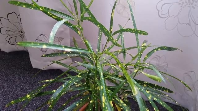 Тропическое растение кротон. Уход в домашних условиях / Tropical Croton. How To Take Care Of Croton