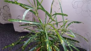 Тропическое растение кротон. Уход в домашних условиях / Tropical croton. How to take care of croton