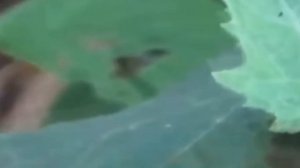 10 Настоящих ФЕЙ Снятых на Камеру