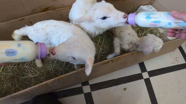 СТАЛО ОЧЕНЬ ПЛОХО ! БАРАШКИ ПЕРЕЕХАЛИ !