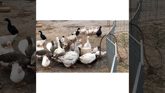 Дача, обзор нового дома для птицы! Гуси Холмогоры, Тульские бойцовские, индюки, кролики , собаки? смотреть онлайн