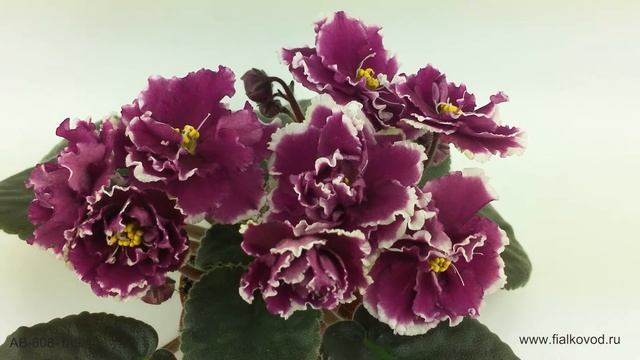 Фиалка, не ставшая сортом - АВ-808-109 смотреть онлайн