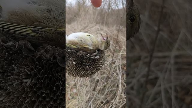 Зеленушка на подсолнухе 🤭🤭🤭 смотреть онлайн