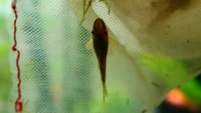 Otocinclus affinis Ficha Técnica смотреть онлайн