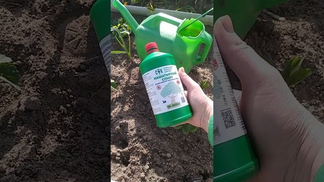 #Обработка Клубники Нашатырным Спиртом# смотреть онлайн