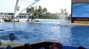 Нападение касаток на зрителей