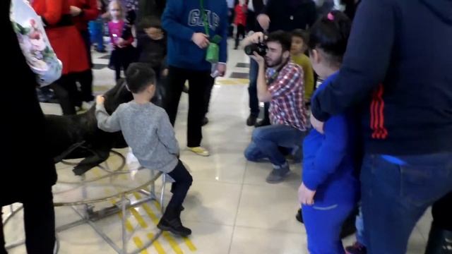 Легенда Цирк Никулина смотреть в Астане. Собака Кошки Игры Музыка Картинки Приколы смотреть онлайн