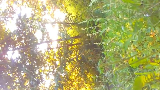 Если б знали вы... смотреть онлайн