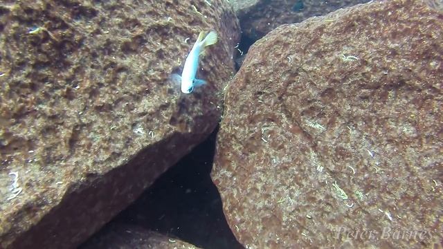 Labeotropheus fuelleborni at Linganjala Reef смотреть онлайн