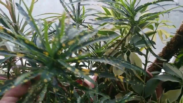 How to grow and care for the vibrant and colorful foliage CROTON plant🌿🌿🌿 смотреть онлайн