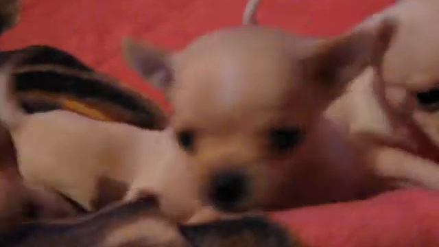 bambi's puppies.wmv смотреть онлайн