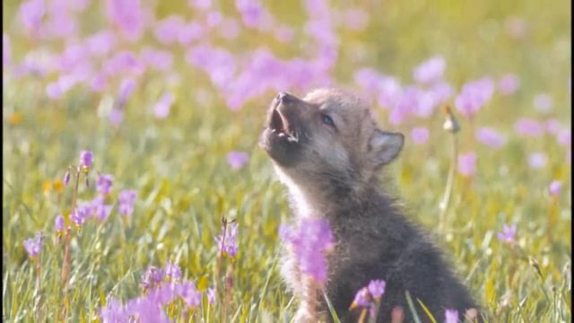 JOSH GROBAN You Raise Me Up (skip to 00:33 for it) смотреть онлайн