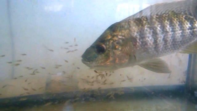 Мальки прячутся во рту у рыбы-мамы. Tristramella simonis simonis (Günther, 1864) смотреть онлайн