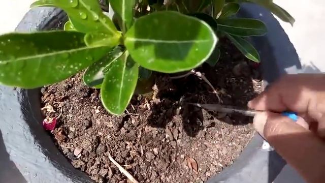 678 - Adenium /Desert Rose - Tips for good blooming (Hindi /Urdu) 16/3/18 смотреть онлайн