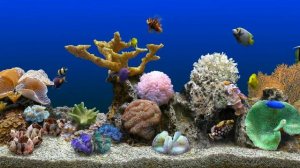 Спокойная музыка для души, сна и отдыха   Аквариум с рыбками