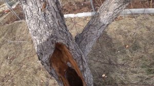 Как зачистить дупло у груши