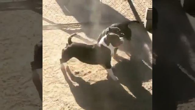 american bully маленькие кабанчики. смотреть онлайн