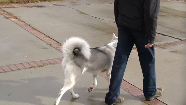 Дрессировка хаски (2). ОКД. http://www.dogclass.ru/ смотреть онлайн