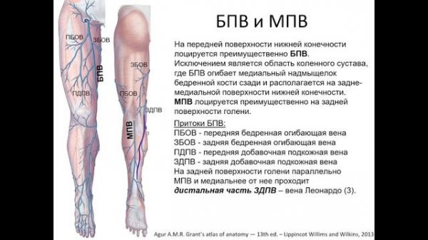 Большая подкожная вена и малая подкожная вена