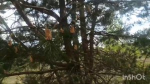 КОГДА И КАК СОБИРАТЬ СОСНОВУЮ ПЫЛЬЦУ?//КАК СУШИТЬ ПЫЛЬЦУ?