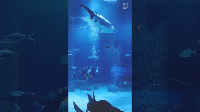 Интересные места. Куда туристу сходить в Москве. Москвариум на ВДНХ. смотреть онлайн