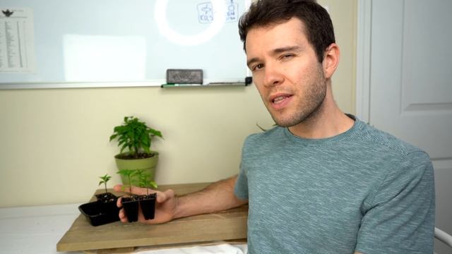 Why are my Pepper Plant Leaves Curling? How to Stop Leaf Roll - Pepper Geek смотреть онлайн