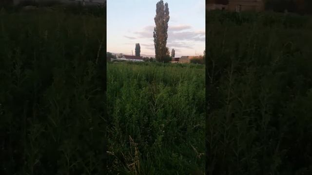 (8) Косим сено в огороде смотреть онлайн