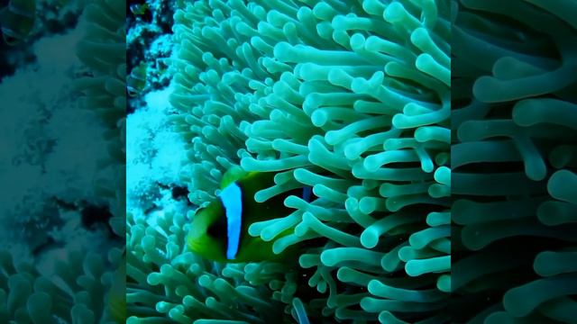 Hurghada Sky Tour - Diving in Hurghada https://www.hurghadaskytour.com смотреть онлайн
