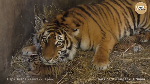 Новорожденных тигрят много не бывает. Newborns tigers do not happen much. смотреть онлайн