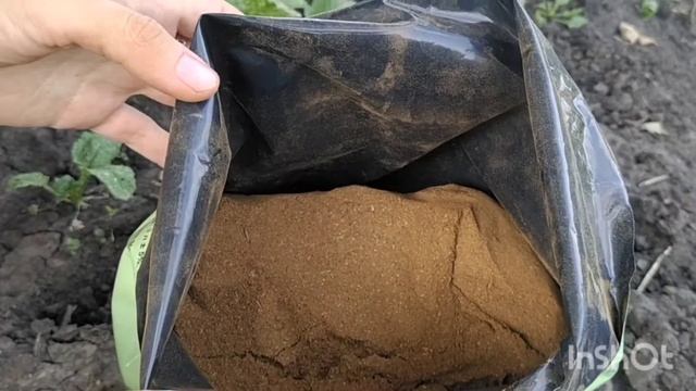 Крестоцветная блошка меры борьбы/крестоцветная блошка на капусте/блошка/как избавиться