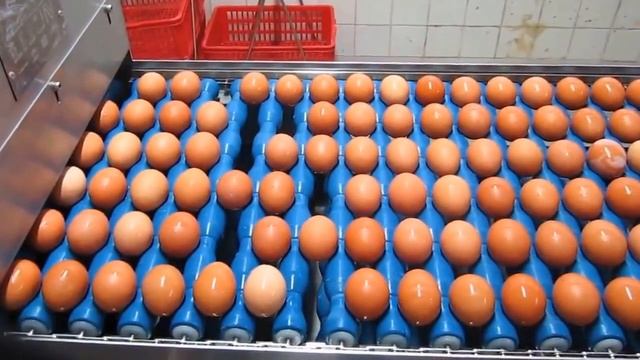 Яйцебитная машина с мойкой раздельная смотреть онлайн