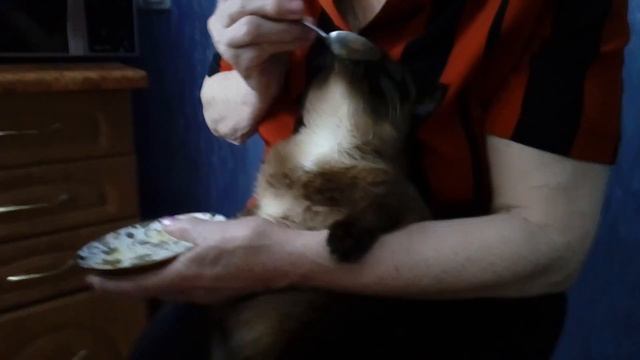 Говорящий кот! Ням Ням ням))) Talking cat) смотреть онлайн