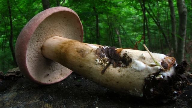 Tylopilus rubrobrunneus смотреть онлайн
