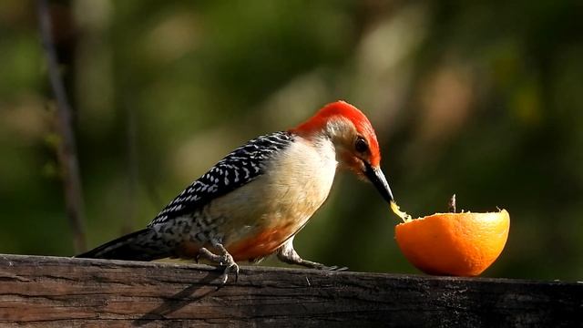 Backyard Birds Massachusetts ~ Bellingham Massachusetts ~ Feathered Friends ~ New England Wildlife смотреть онлайн