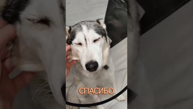 Найда, Лекси, Ангел сбитые машиной смотреть онлайн