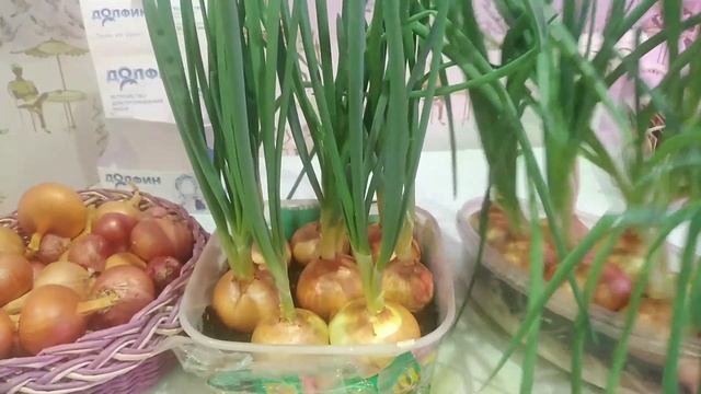 Лук в ОПИЛКАХ. Почему НЕ РАСТЕТ перо у лука зимой? Урожай на подоконнике.Свежая ЗЕЛЕНЬ за 2 недели смотреть онлайн