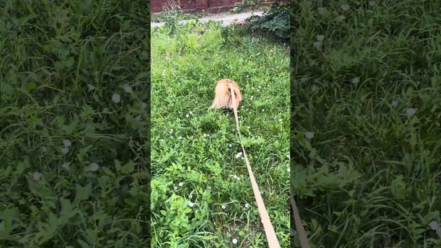 Утро. Прогулка смотреть онлайн