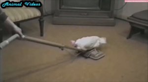 Приколы с животными №135   Курица и пылесос  Смешные животные  Animal videos
