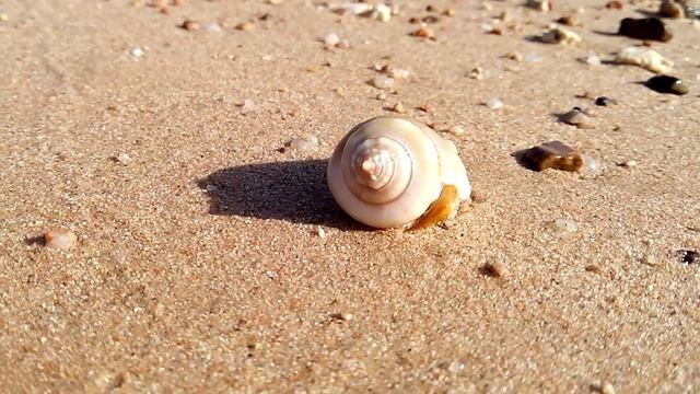 Вид морской улитки. (#Shell, #Red Sea, #Egipt, #Hurgada) смотреть онлайн