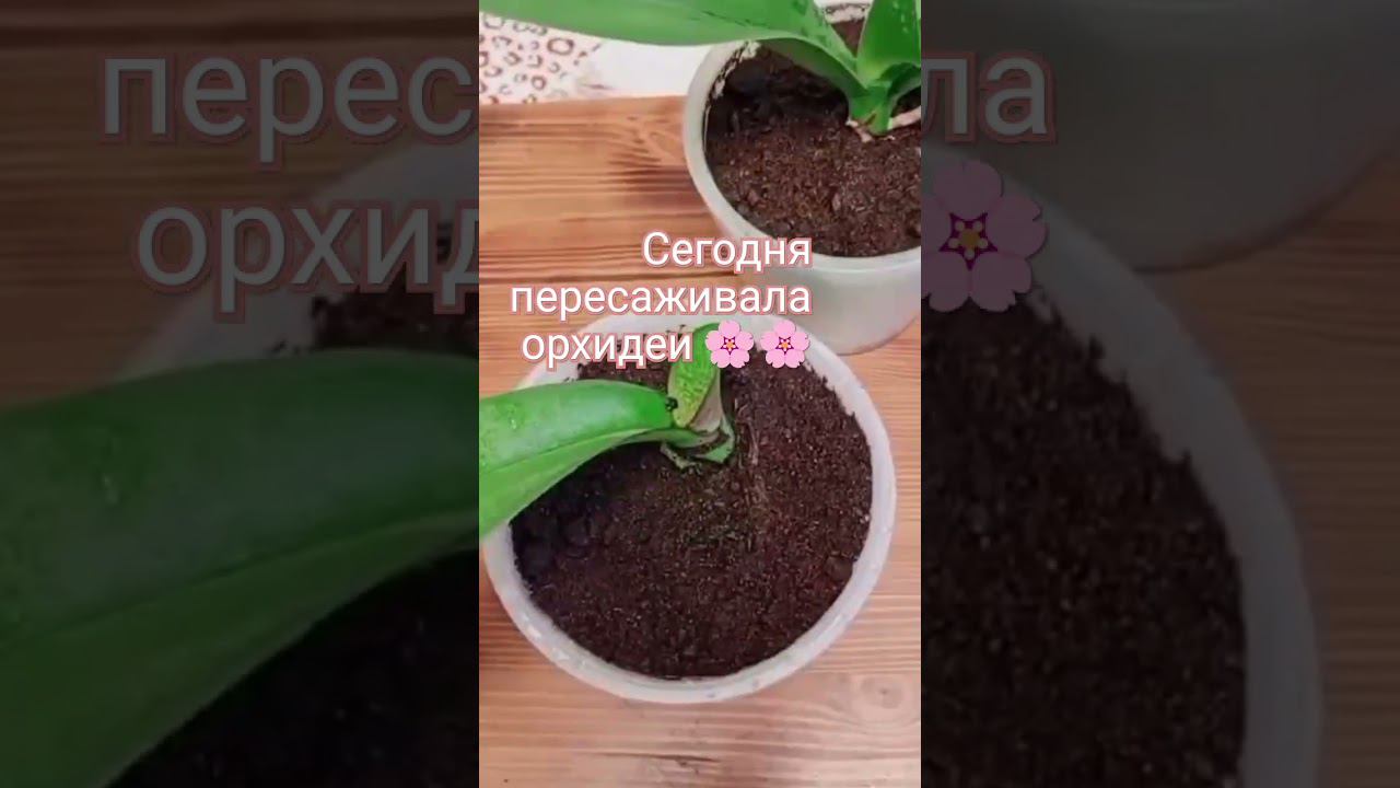 орхидеи смотреть онлайн