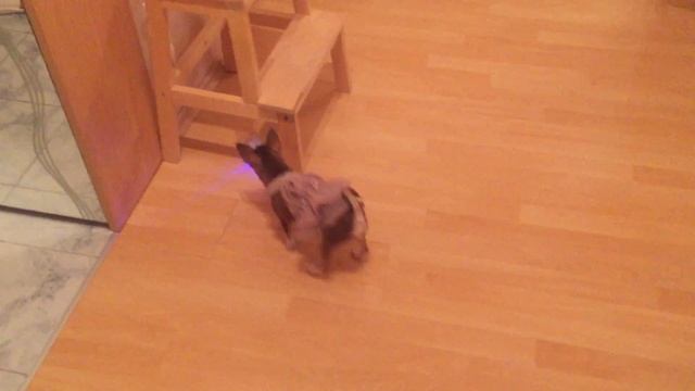 Чихуахуа и игрушка. Светящийся шар очень понравился Фондю смотреть онлайн