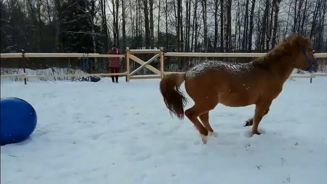 Лошадь случайно наступила на мяч и он не лопнул смотреть онлайн