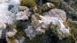 Как поймать пиявку и где они находятся?