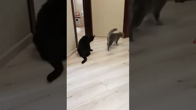 Наглые коты смотреть онлайн