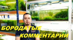 Красные водоросли в аквариуме. Постскриптум. (Архив от 24.02.2024)