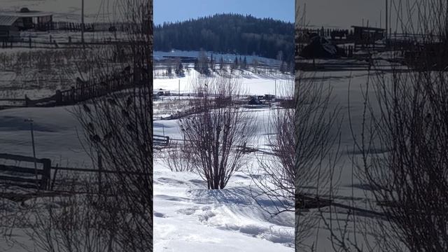 Птичий гимн весне! смотреть онлайн