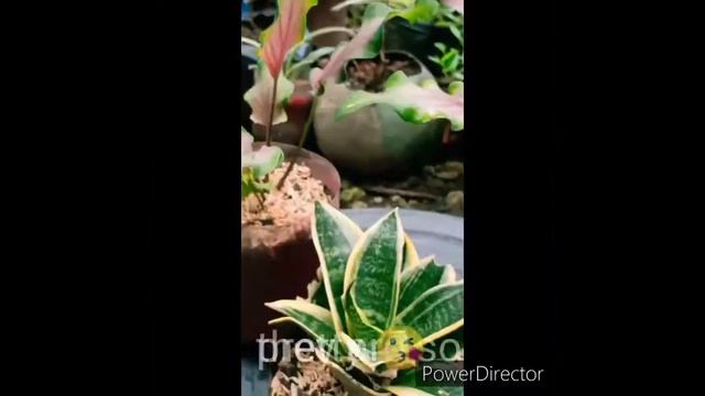 Saying Bye Bye 👋👋 To My Babies 🌱🌱my Dwarf Sanseveria & CaLadium Angel Wings 🏵️🏵️