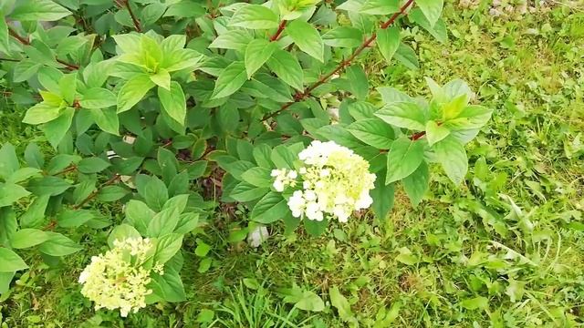 гортензия метельчатая Сандей Фрайз (Sundae Fraise) смотреть онлайн