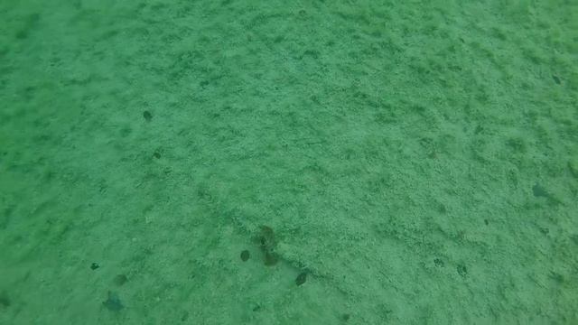 Astacus Astacus, Im Reich Der Edelkrebse