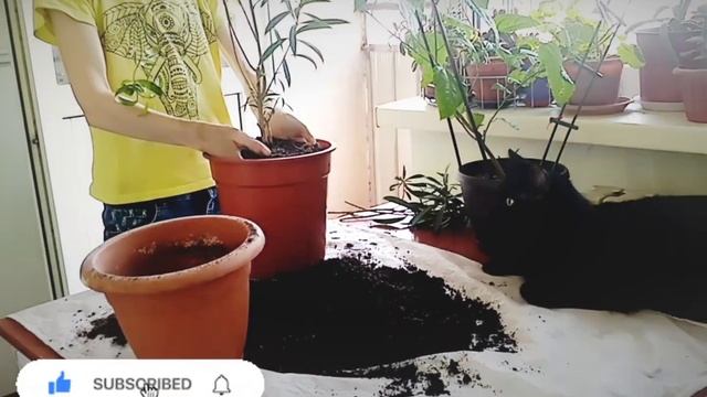 Олеандр. Обрезка. Пересадка. #олеандр, #комнатные_растения,